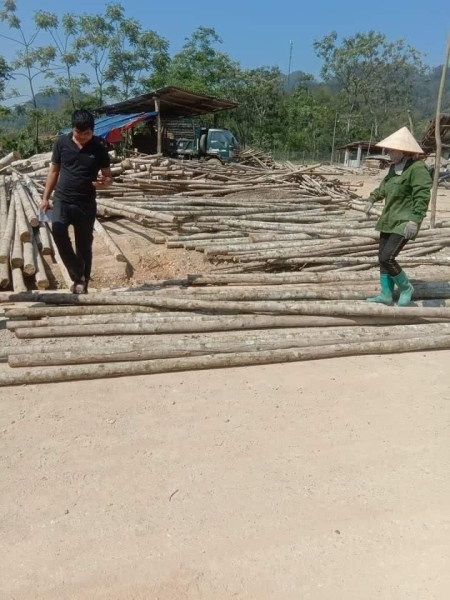Cây tre, trúc - Cọc Tre Forbigsu - Công Ty TNHH Thương Mại Và Dịch Vụ Forbigsu Việt Nam